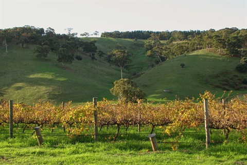 Onkaparinga’s application for GM-free status denied